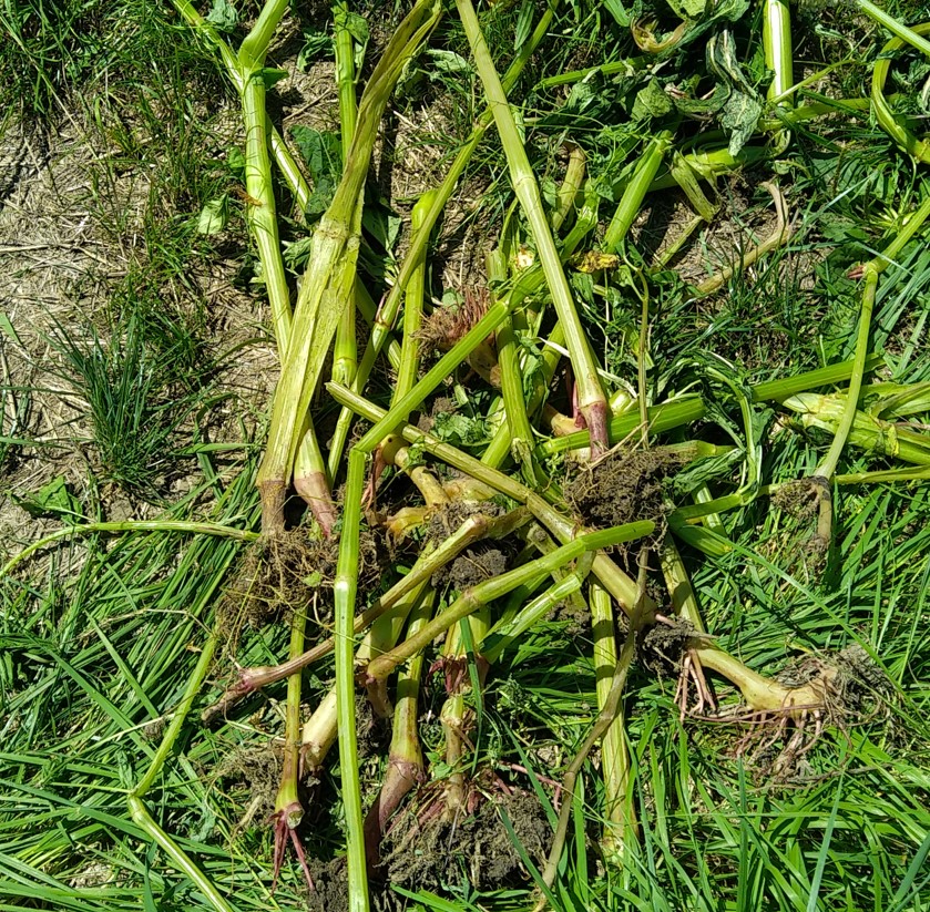 Balsamines