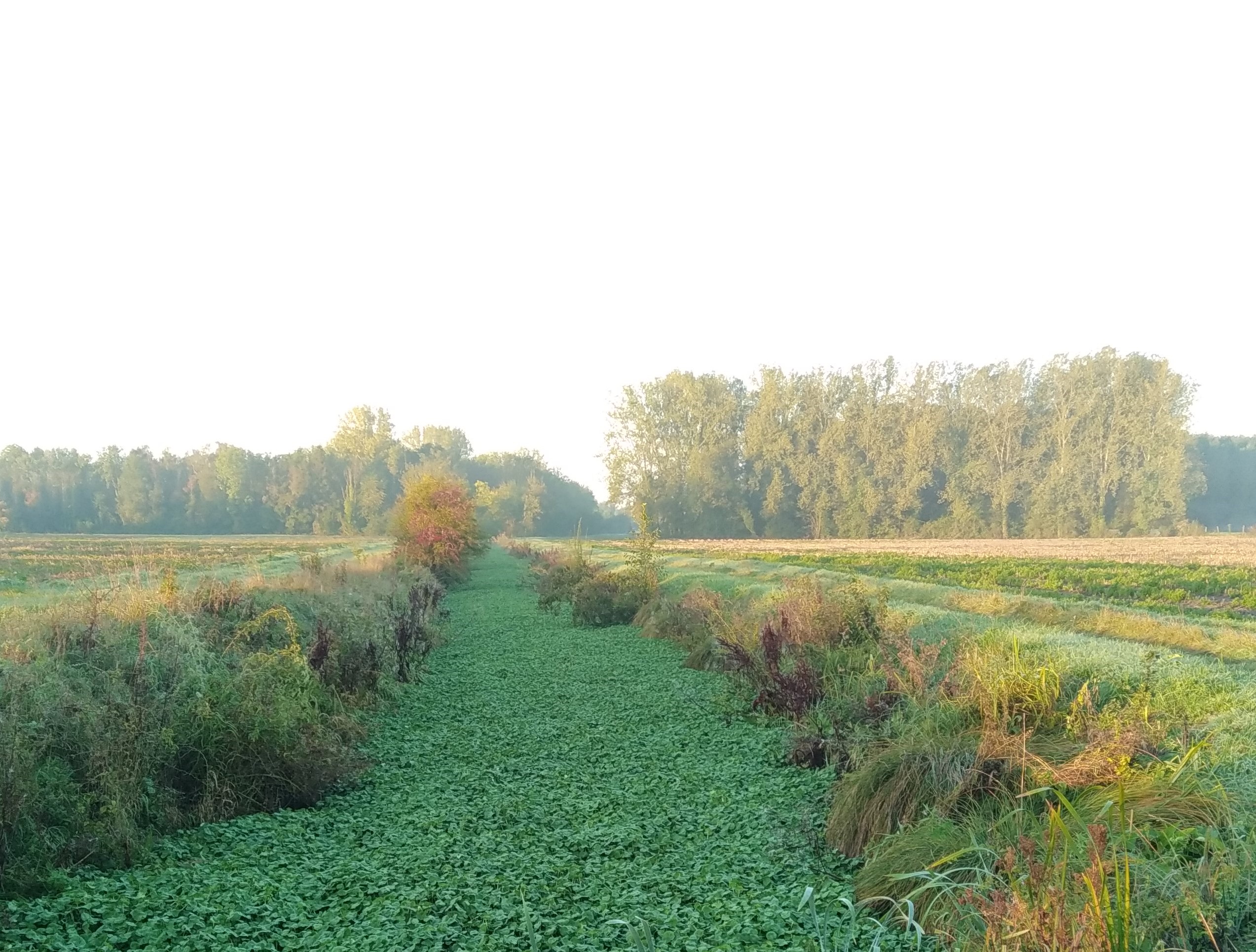 Hydrocotyle