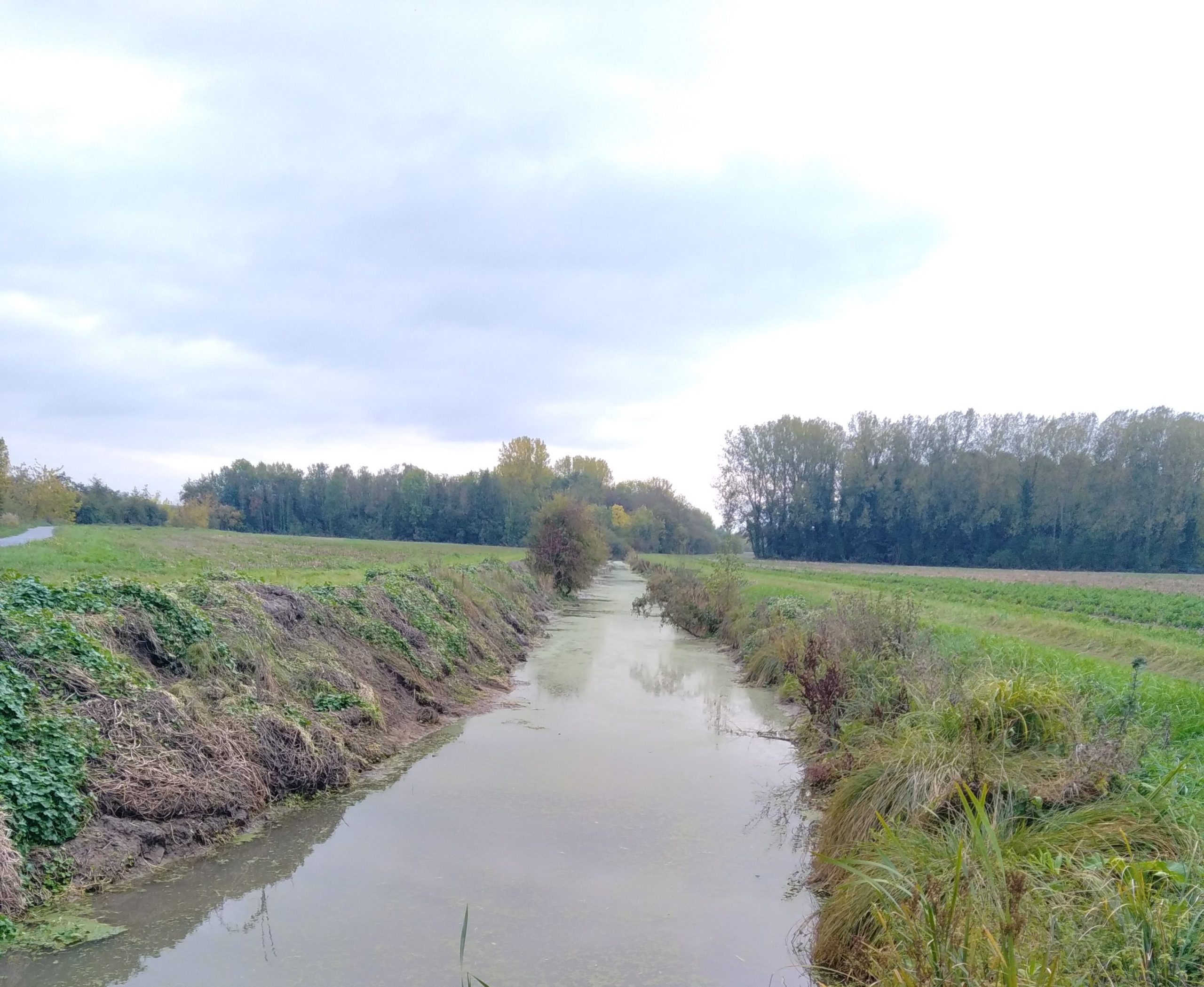Hydrocotyle